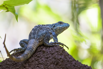 Spiny tailed iguana on a termite mound in the Carara National Park in Costa Rica