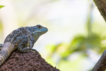 Spiny tailed iguana on a termite mound in the Carara National Park in Costa Rica
