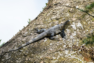 Spiny tailed iguana in a tree in the Carara National Park in Costa Rica