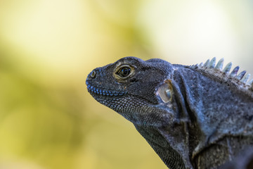 Spiny tailed iguana in a tree in the Carara National Park in Costa Rica