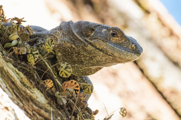 Spiny tailed iguana in a tree in the Carara National Park in Costa Rica
