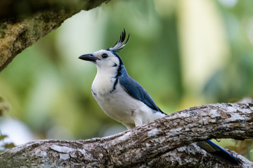 White throated magpie jay in a tree in the Carara National Park in Costa Rica