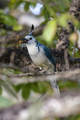 White throated magpie jay in a tree in the Carara National Park in Costa Rica