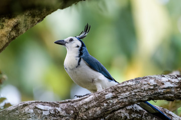 White throated magpie jay in a tree in the Carara National Park in Costa Rica