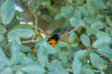 Baltimore oriole in a tree in the Carara National Park in Costa Rica