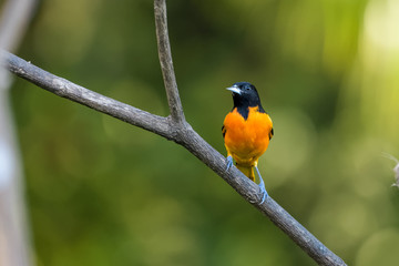 Baltimore oriole in a tree in the Carara National Park in Costa Rica