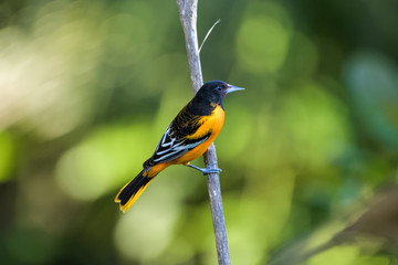 Baltimore oriole in a tree in the Carara National Park in Costa Rica