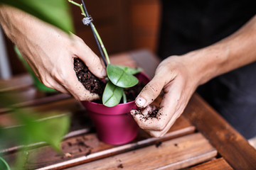 Hands re-potting an orchid flower in fresh soil on a wooden table