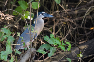 Boat billed heron in a tree in the Tarcoles river in Costa Rica