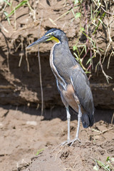 Tiger heron in the Tarcoles River in Costa Rica