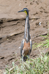 Tiger heron in the Tarcoles River in Costa Rica
