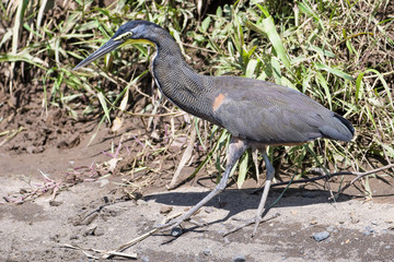 Tiger heron in the Tarcoles River in Costa Rica