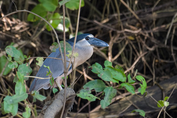 Boat billed heron in a tree in the Tarcoles river in Costa Rica