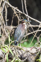 Green heron in a tree above the Tarcoles River in Costa Rica