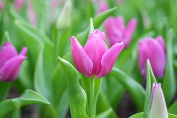 Obraz premium tulip pink color background