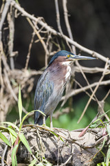 Green heron in a tree above the Tarcoles River in Costa Rica