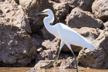 Snowy egret at the Tarcoles river in Costa Rica
