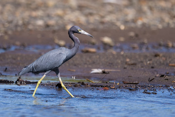 Little blue night heron at the Tarcoles river in Costa Rica