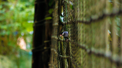 Bird in the Tropical 2