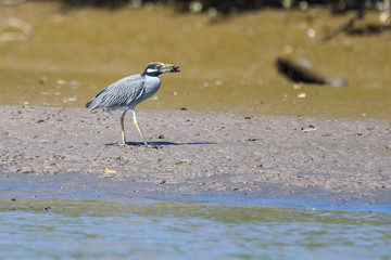 Yellow crowned night heron eating a crab in the mangroves of the Tarcoles river in Costa Rica