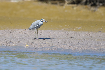 Yellow crowned night heron eating a crab in the mangroves of the Tarcoles river in Costa Rica
