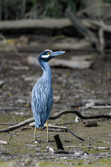 Yellow crowned night heron in the mangroves of the Tarcoles river in Costa Rica