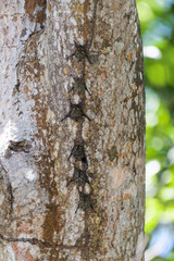 Lesser white lined bats on a tree in the mangroves of the Tarcoles River in Costa Rica