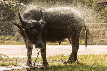 Fototapeta premium Asia buffalo enjoy the Water splash