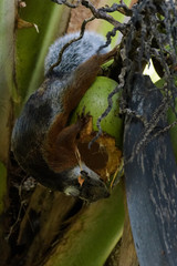 Variegated squirrel in a coconut tree in the Carara National Park in Costa Rica