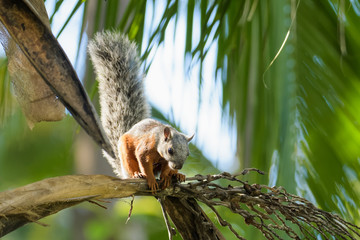 Variegated squirrel in a tree in the Carara National Park in Costa Rica