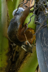 Variegated squirrel in a coconut tree in the Carara National Park in Costa Rica