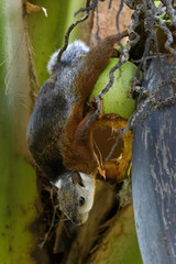 Variegated squirrel in a coconut tree in the Carara National Park in Costa Rica