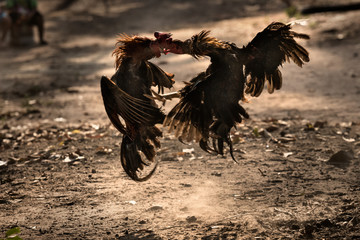 Two fighter cock in the nature Arena fighting.