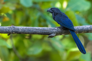 Groove-billed ani in a tree in the Carara National Park in Costa Rica