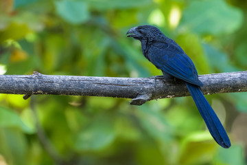Obraz premium Groove-billed ani in a tree in the Carara National Park in Costa Rica