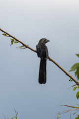 Groove-billed ani in a tree in the Carara National Park in Costa Rica
