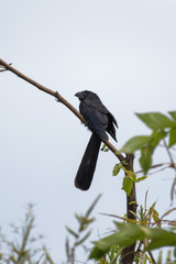 Groove-billed ani in a tree in the Carara National Park in Costa Rica