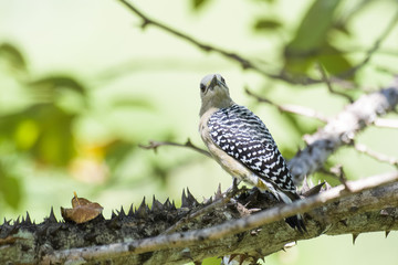 Hoffmann's woodpecker in a tree in the Carara National Park in Costa Rica