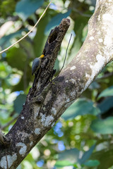 Hoffmann's woodpecker in a tree in the Carara National Park in Costa Rica