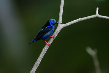 Male red legged honeycreeper in a tree in the Carara National Park in Costa Rica