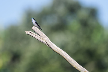 Mangrove swallow on a log in the Tarcoles river in Costa Rica