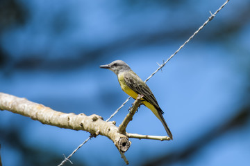 Western Kingbird on a fence post above the Tarcoles river in Costa Rica