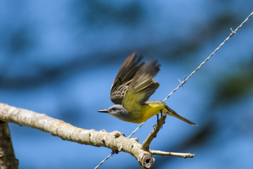 Western Kingbird on a fence post above the Tarcoles river in Costa Rica