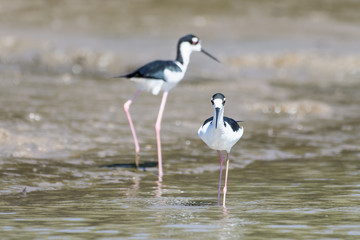 Black necked stilt in the Tarcoles River in Costa Rica