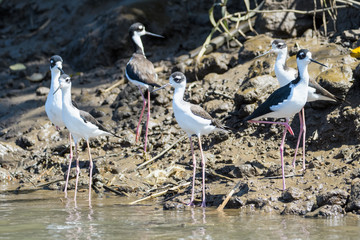 Black necked stilt in the Tarcoles River in Costa Rica