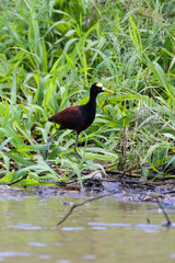 Northern Jacana walking on water plants in the Tarcoles River in Costa Rica