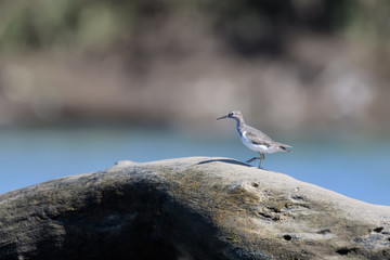 Solitary sandpiper on a log in the Tarcoles river in Costa Rica