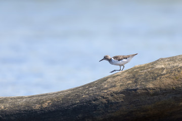 Solitary sandpiper on a log in the Tarcoles river in Costa Rica