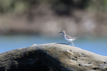 Solitary sandpiper on a log in the Tarcoles river in Costa Rica
