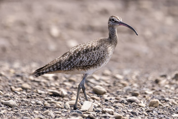 Whimbrel walking on the shore of the Tarcoles River in Costa Rica